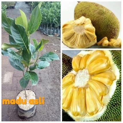 Bibit nangka madu asli super unggul jaminan berbuah