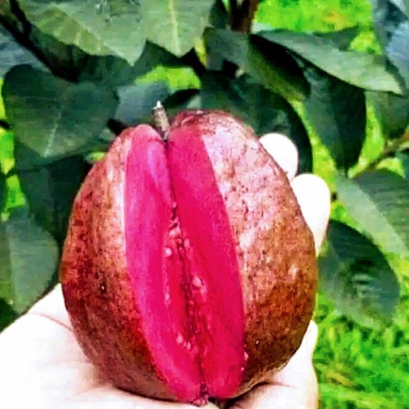 Jambu red hot sale