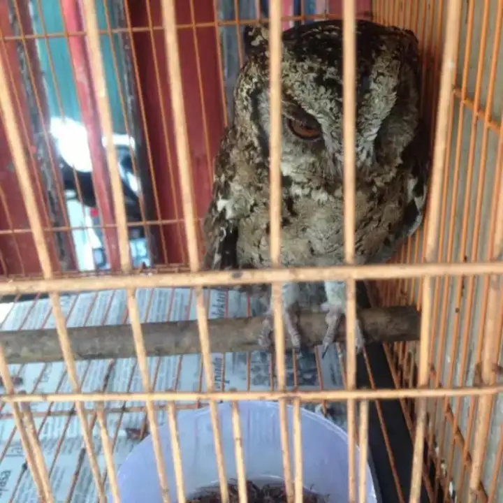 Angklet Burung Hantu Buffy Strik Seleputo Elang Ibe Lazada Indonesia
