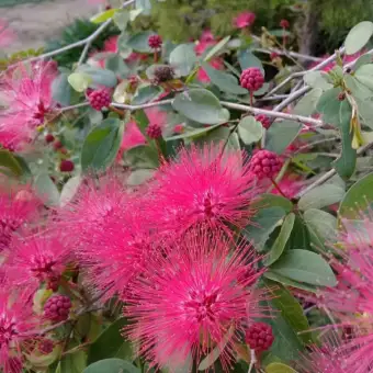 5 Tanaman Bunga Hias Hidup Bunga Kaliandra Bunga Lusiana Lazada Indonesia