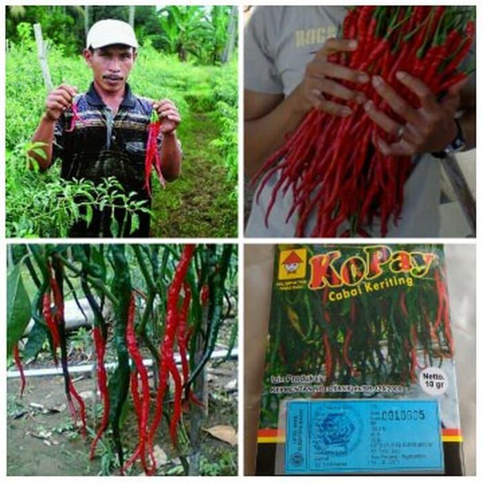 BENIH TANAMAN Benih Bibit Cabai Cabe Kopay