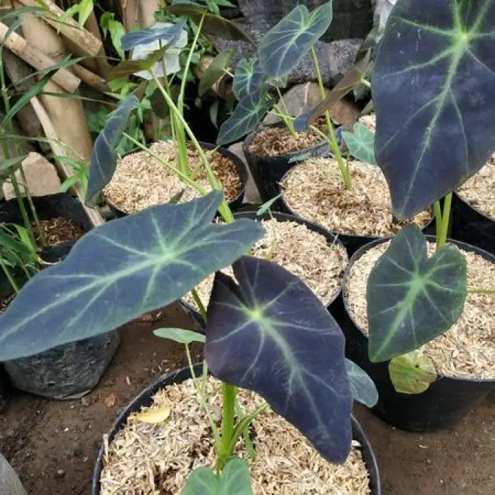 Jual Tanaman Hias Colocasia Black Magic Keladi Hitam Kab Tuban Asti Ahmadi Tokopedia