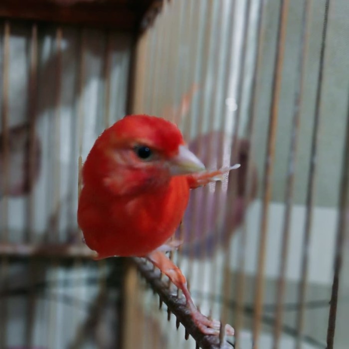Siap Kirim burung kenari merah lokal / merlok Terlaris | Lazada Indonesia