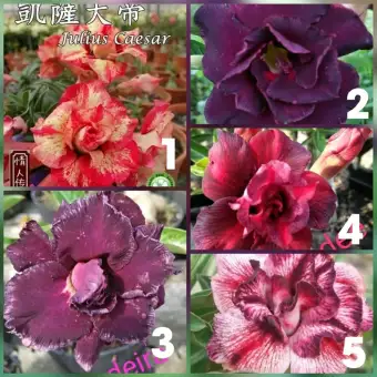 Paket Murah 5 Tanaman Hias Adenium Bunga Tumpuk Kamboja Jepang Bunga Cantik Lazada Indonesia