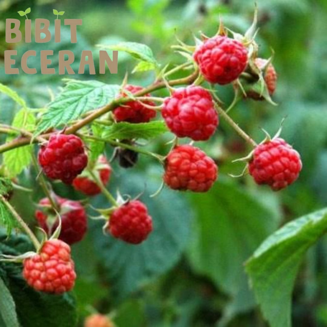 RASPBERRY REPACK - ISI +/-5 BENIH / BIBIT ECERAN / BENIH BUAH / BENIH ...