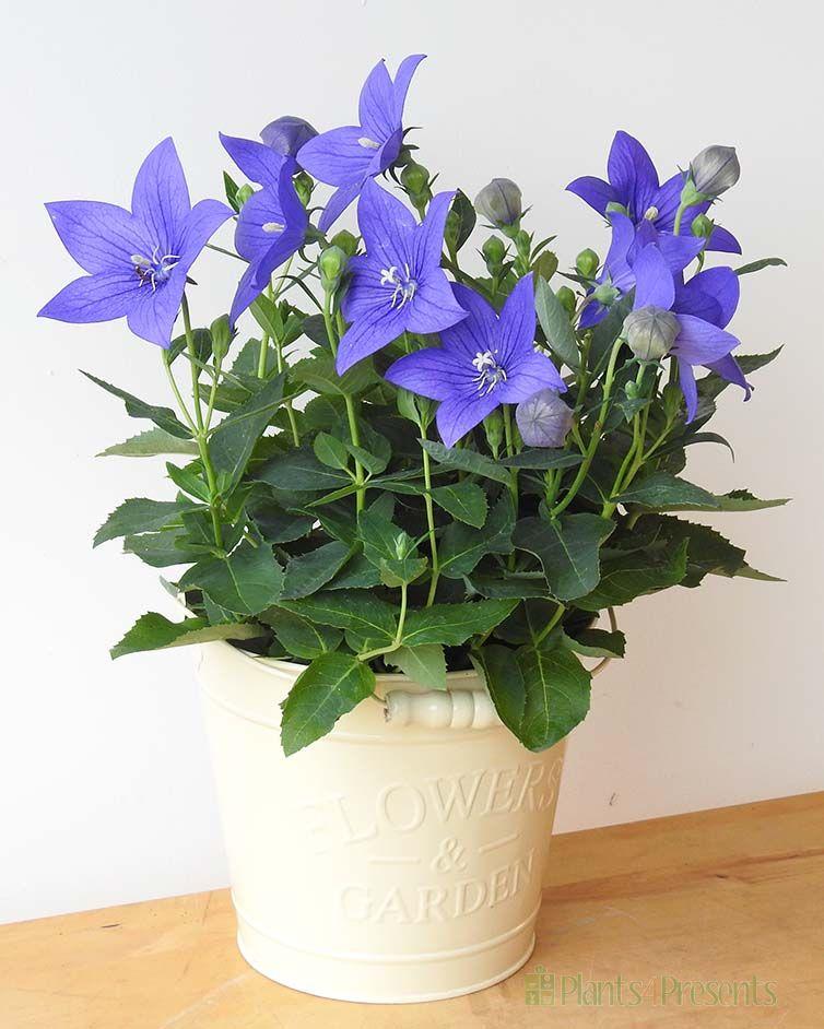 Bibit Tanaman Bunga Hias Star Blue Lazada Indonesia