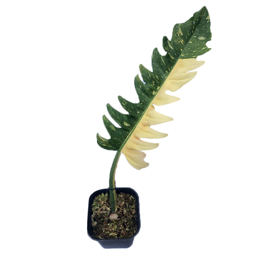Philodendron Ring of Fire Variegata Lazada Indonesia