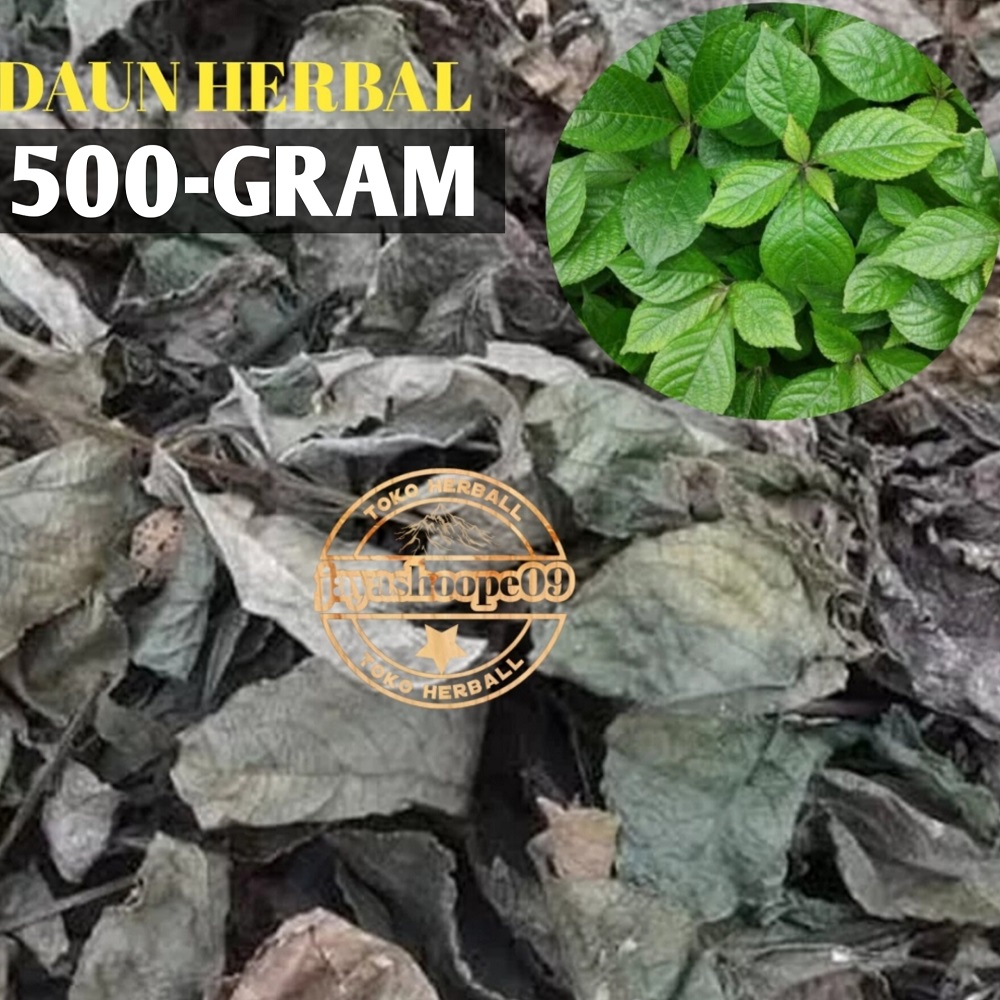 Daun Keji Beling Kering Herbal 500 Gram Daun Pecah Beling | Lazada ...