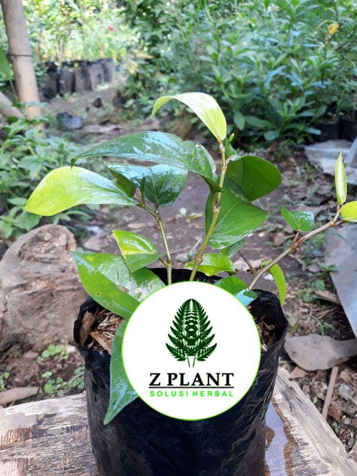 Bibit cabe jawa/ Pohon cabai jawa / Pipper retrofractum (obat herbal)