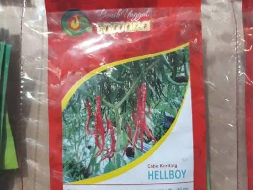 bibit cabe keriting HELLBOY(jawara)