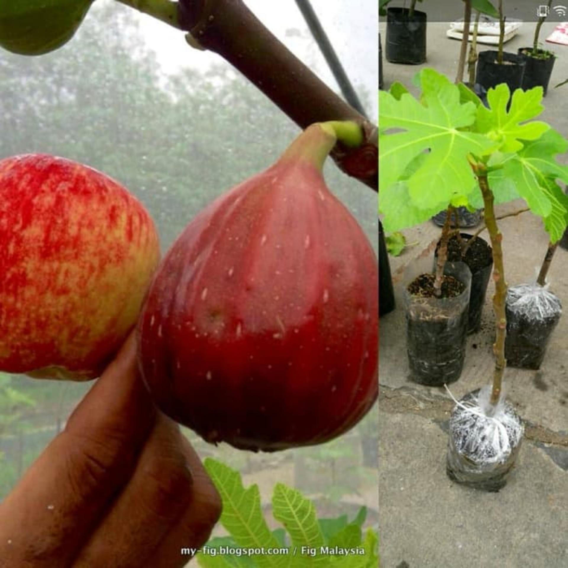 Bibit Buah Tin merah jumbo