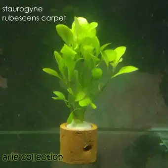 Staurogyne Rubescens Carpet Big Leaf Tanaman Air Untuk Aquascape