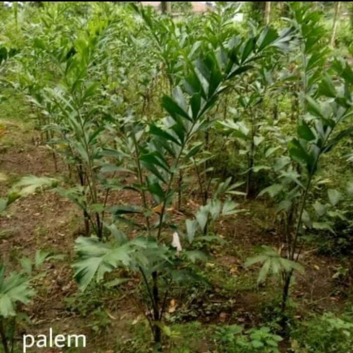 Bibit Pohon Palem Ekor Tupai | Pohon Palem Ekor Tupai | Lazada Indonesia