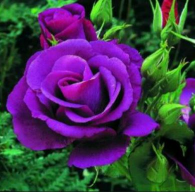 Jual Bunga Ros Ungu Terbaru Lazada Co Id