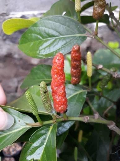 Bibit Tanaman Herbal Cabe Jawa (Cabe Jamu)