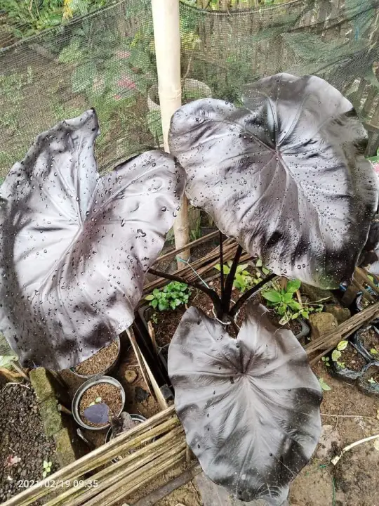Colocasia Black Coral Lazada Indonesia