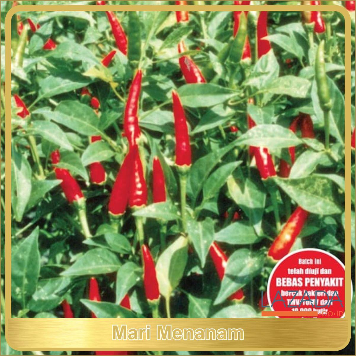 BENIH/BIBIT CABE RAWIT HIJAU PELITA 8 F1 (CAP PANAH MERAH) TERLARIS DI LAZADA