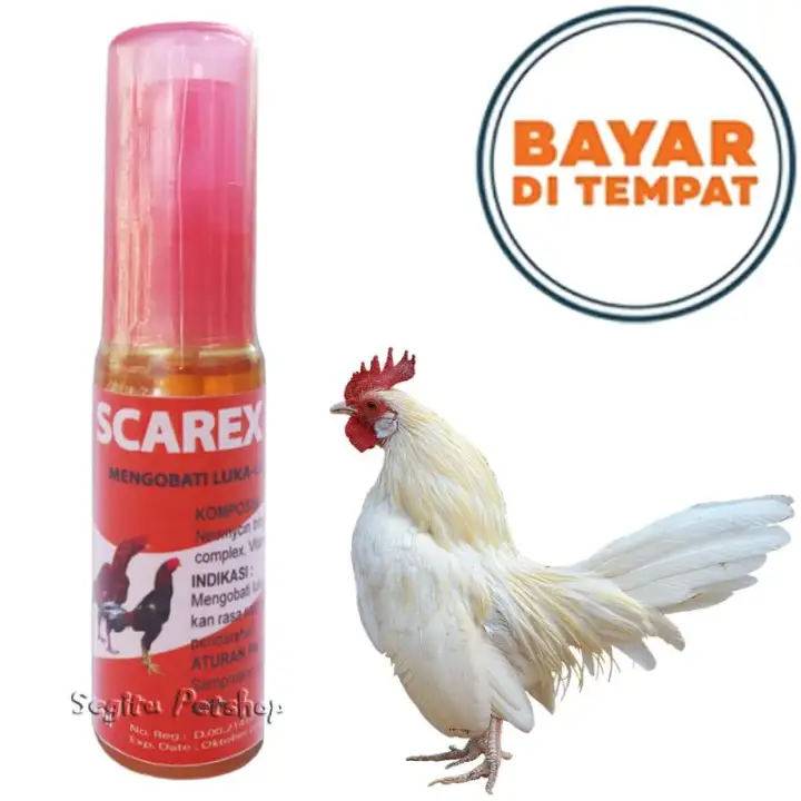 Belum Dapet Obat Alami Ayam Pucat Dan Lemas Hub O81 225 969 741 Obat Agar Ayam Bangkok Jadi Berani Obat Agar Ayam Tidak Lemas Obat Obat Alami Ayam Bangkok