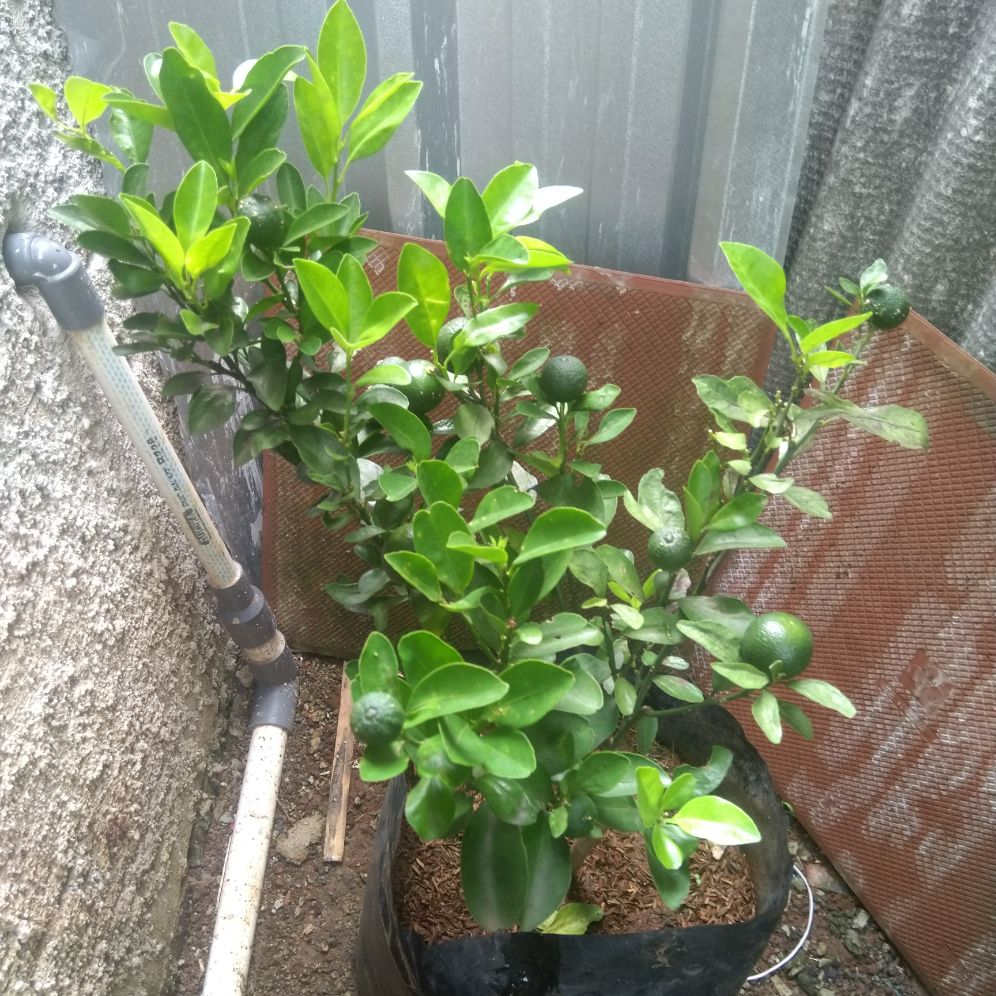 tanaman jeruk kimkit - tanaman jeruk kimkit - jeruk kimkit - tanaman ...