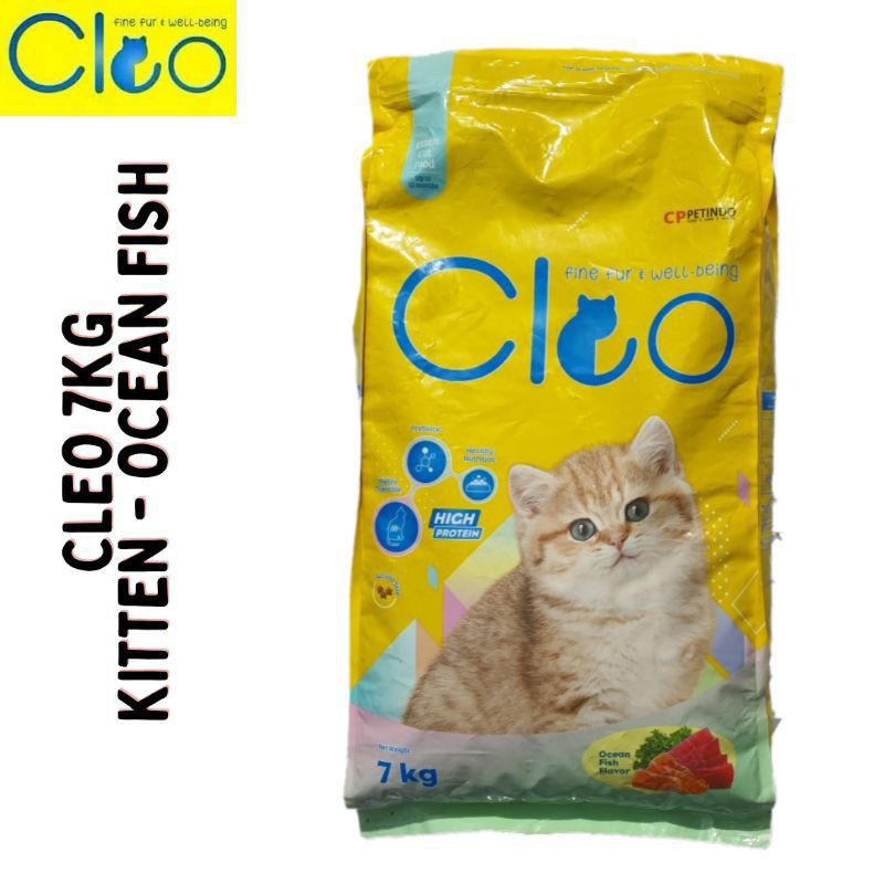 cleo kitten ocean fish