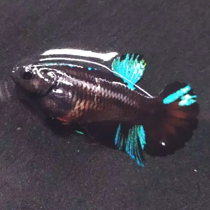 Female Betina Cupang Avatar Gordon Blue Seris Hiasan Aquarium Avatar Newhobi 2020 Cod Lazada Indonesia