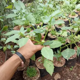 Asli Bibit Tanaman Ciplukan Pohon Buah Cecenet Tanaman Herbal Lazada Indonesia