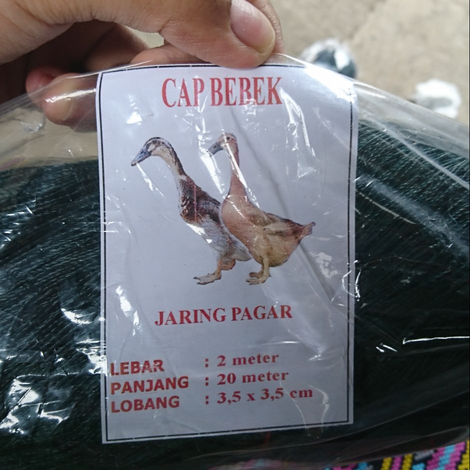 Kisah Sehidup Semati Monyet Dan Bebek Ini Mengharukan Dunia Tempo Co