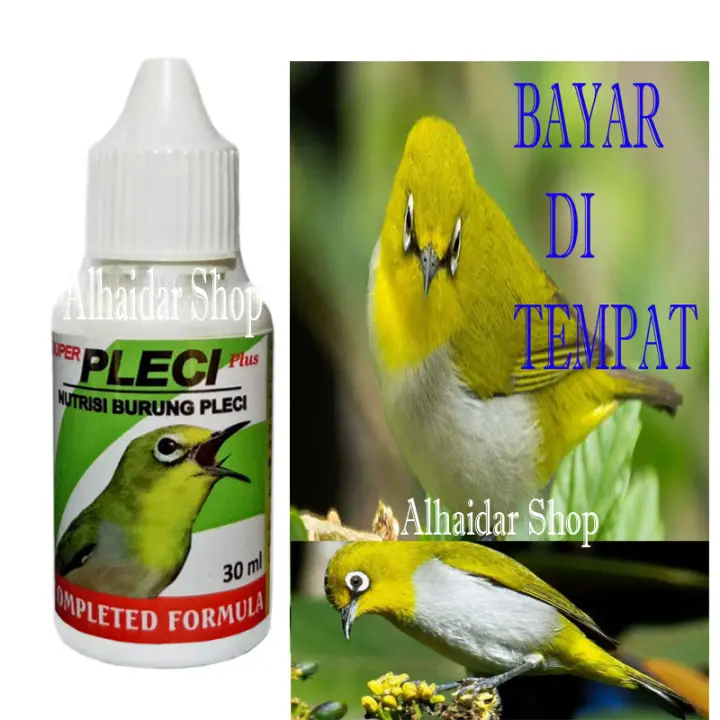 Obat Vitamin Burung Pleci Kicau Super Pleci Lazada Indonesia