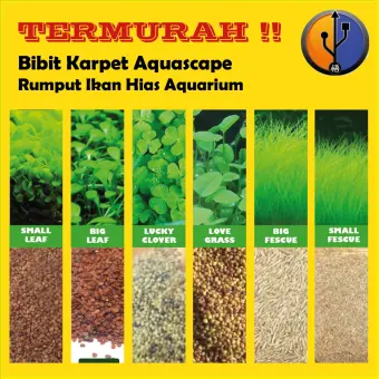 Termurah Bibit Karpet Aquascape Rumput Ikan Hias Aquarium Lazada