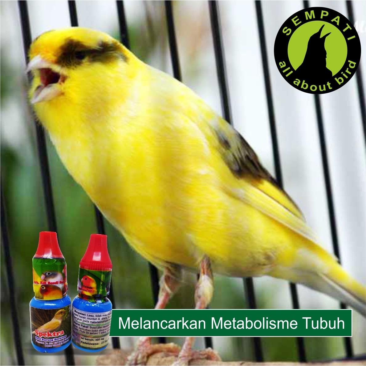 Spektra Dr Edhi Obat Burung Sakit Lesu Malas Makan Snot Mata