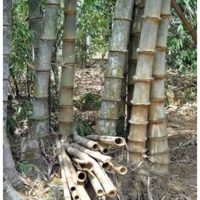 23+ Rumah Dari Bambu Petung Gif