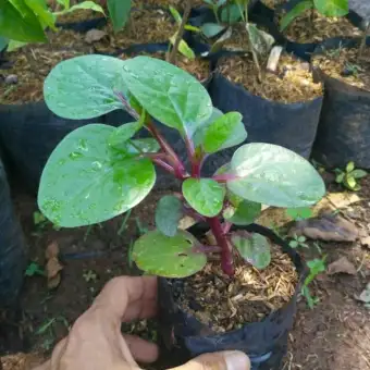 Tanaman Hias Herbal Binahonh Batang Merah Binahong Tanaman Herbal Lazada Indonesia