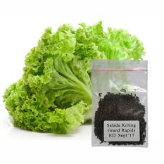 Jirifarm Hidroponik 09230 Bibit Selada Keriting