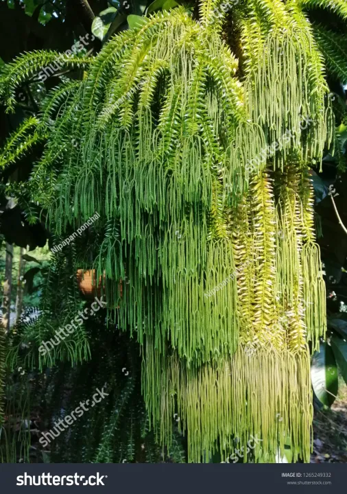 Jual Pohon Pakis Monyet Harga Paling Murah Gambar Tanaman Pakis Hutan Desain Patio Pohon Taman