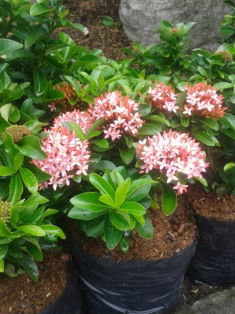 Jual Pohon Soka Jambon Bunga Soka Lazada Indonesia