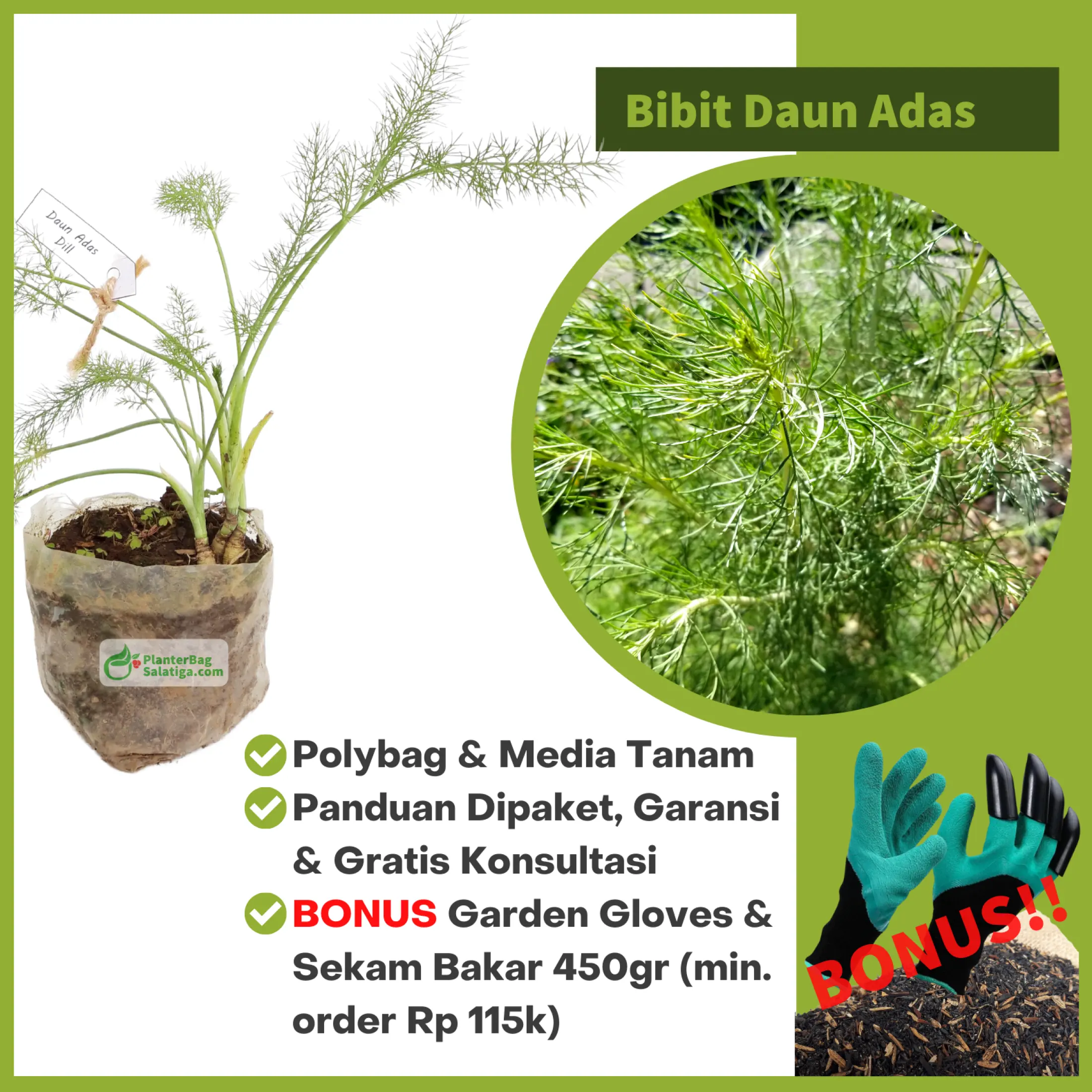 Bibit Sayur Daun Adas Organik 20 40 Cm Dewasa Benih Super Unggul Lazada Indonesia