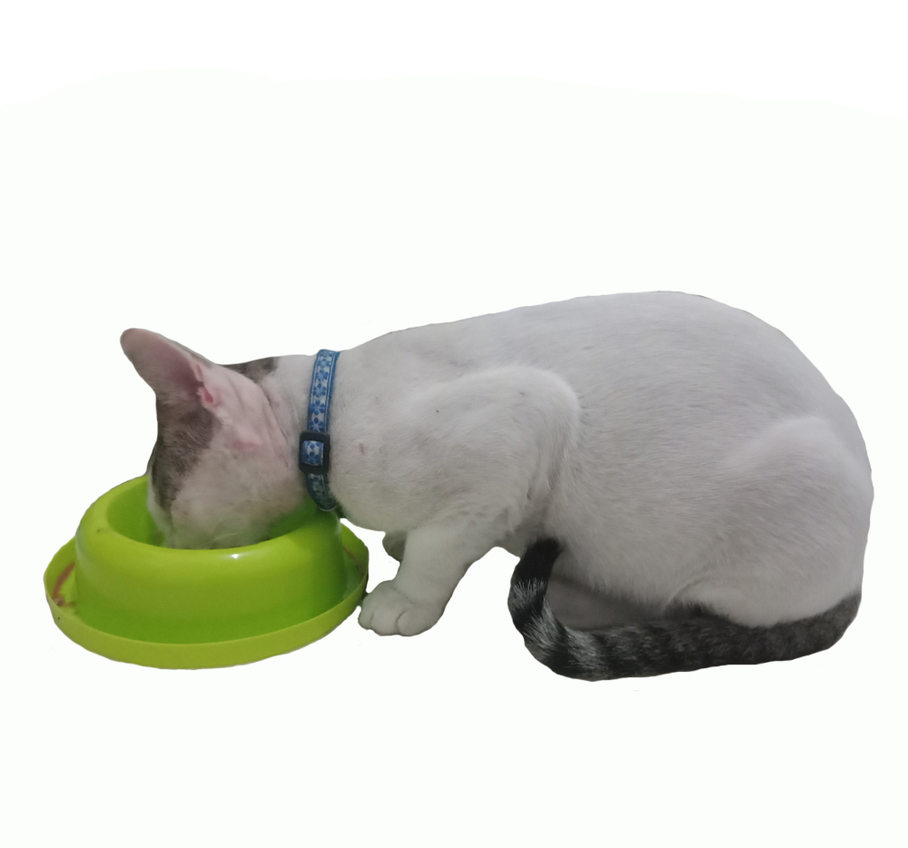 33++ Gambar Tempat Makan Kucing Kartun Miki Kartun