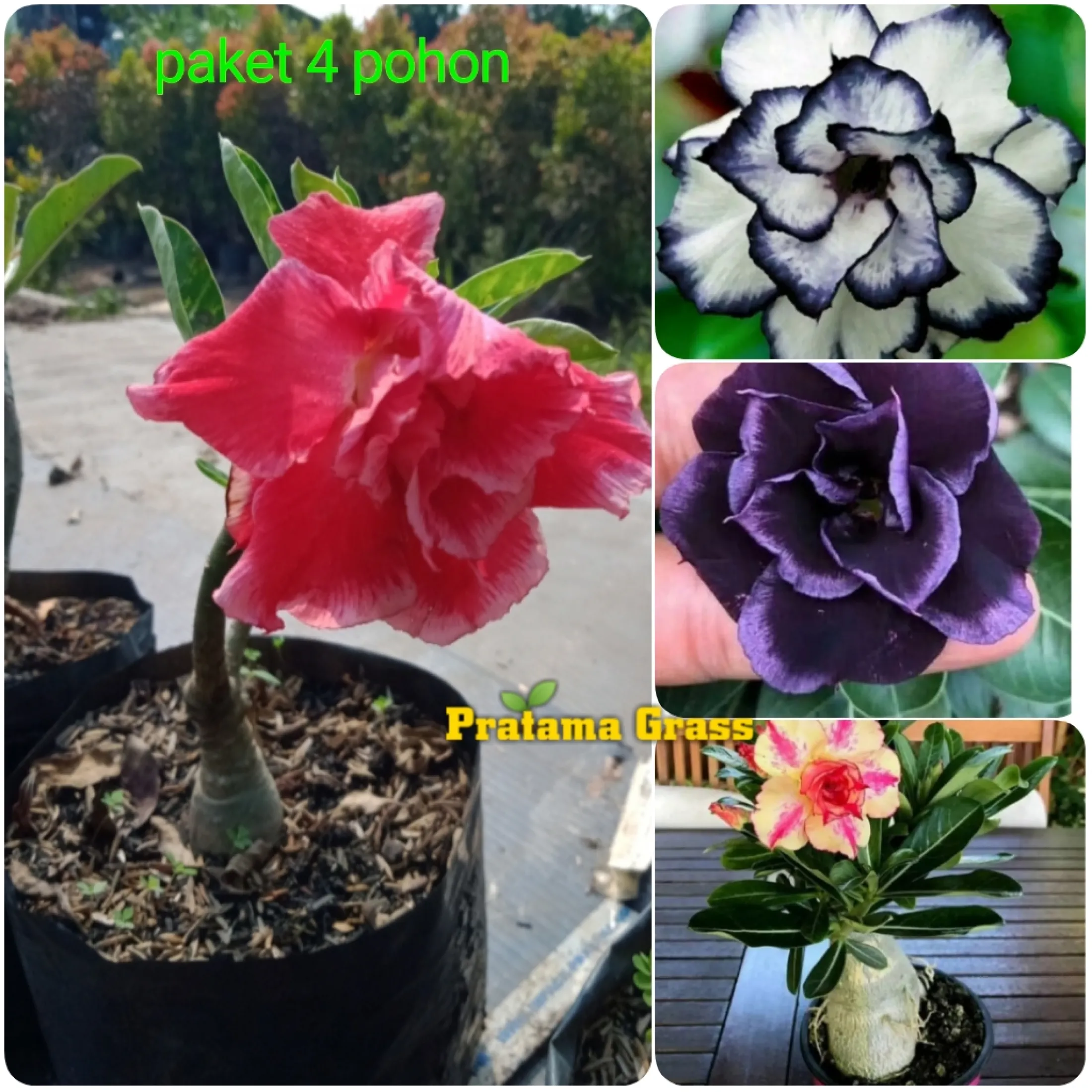 Paket 4 Tanaman Adenium Bunga Tumpuk Tanaman Hias Adenium Tanaman Kamboja Jepang Tanaman Bunga Adenium Lazada Indonesia