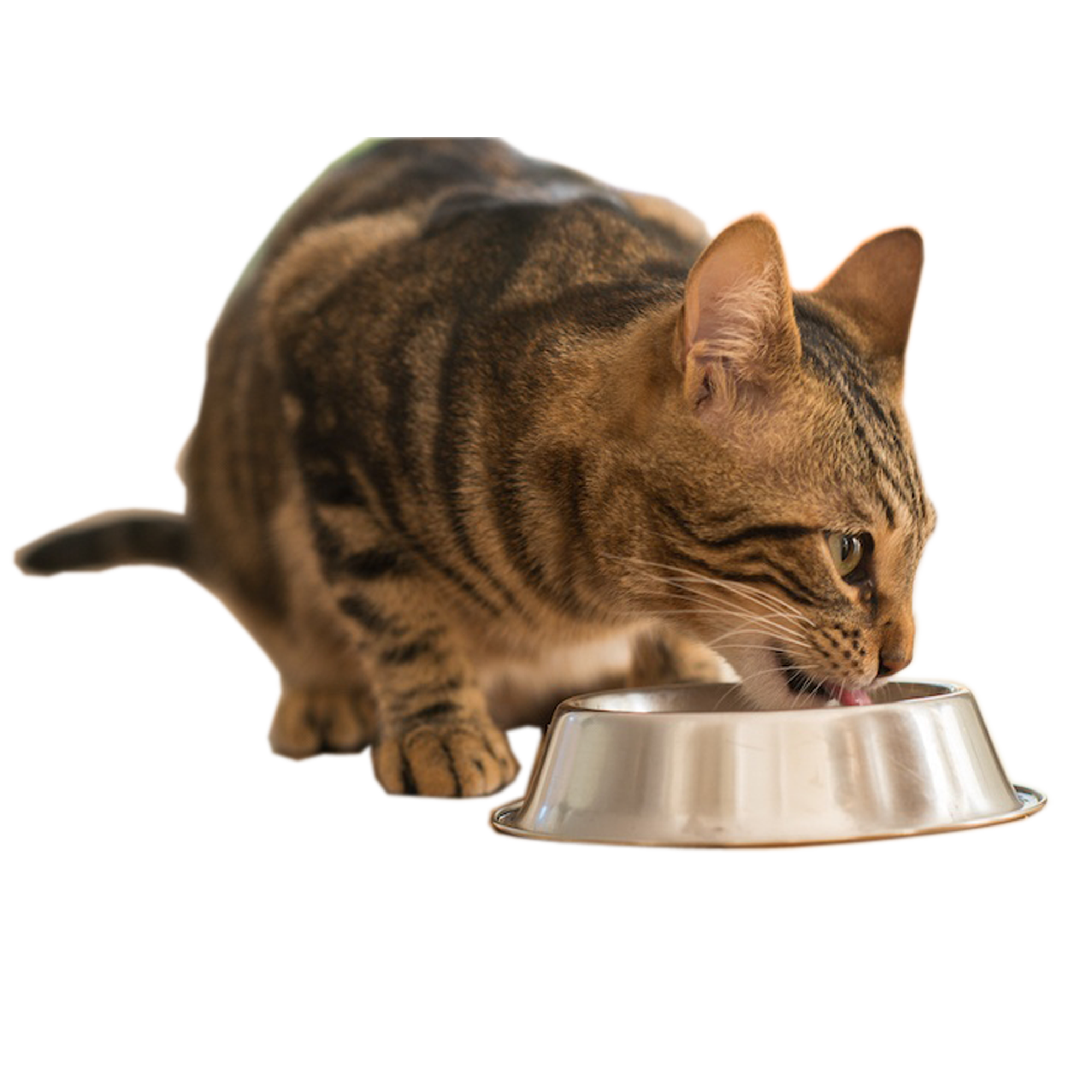 30++ Makanan kucing gambar hewan peliharaan dan makanannya update