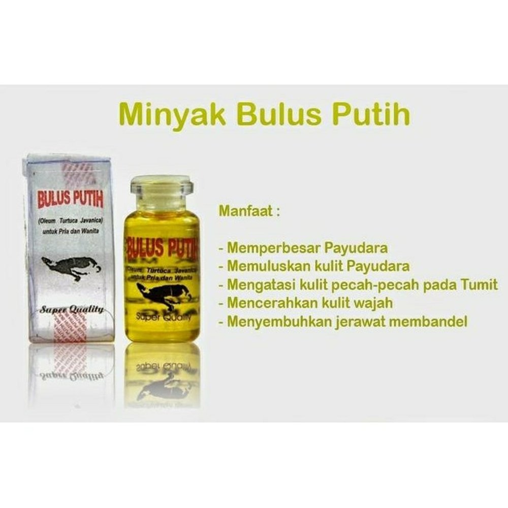 Minyak Bulus Putih Original 100 Asli Terdaftar Bpom Pembesar Payudara Pengencang Payudara Lazada Indonesia