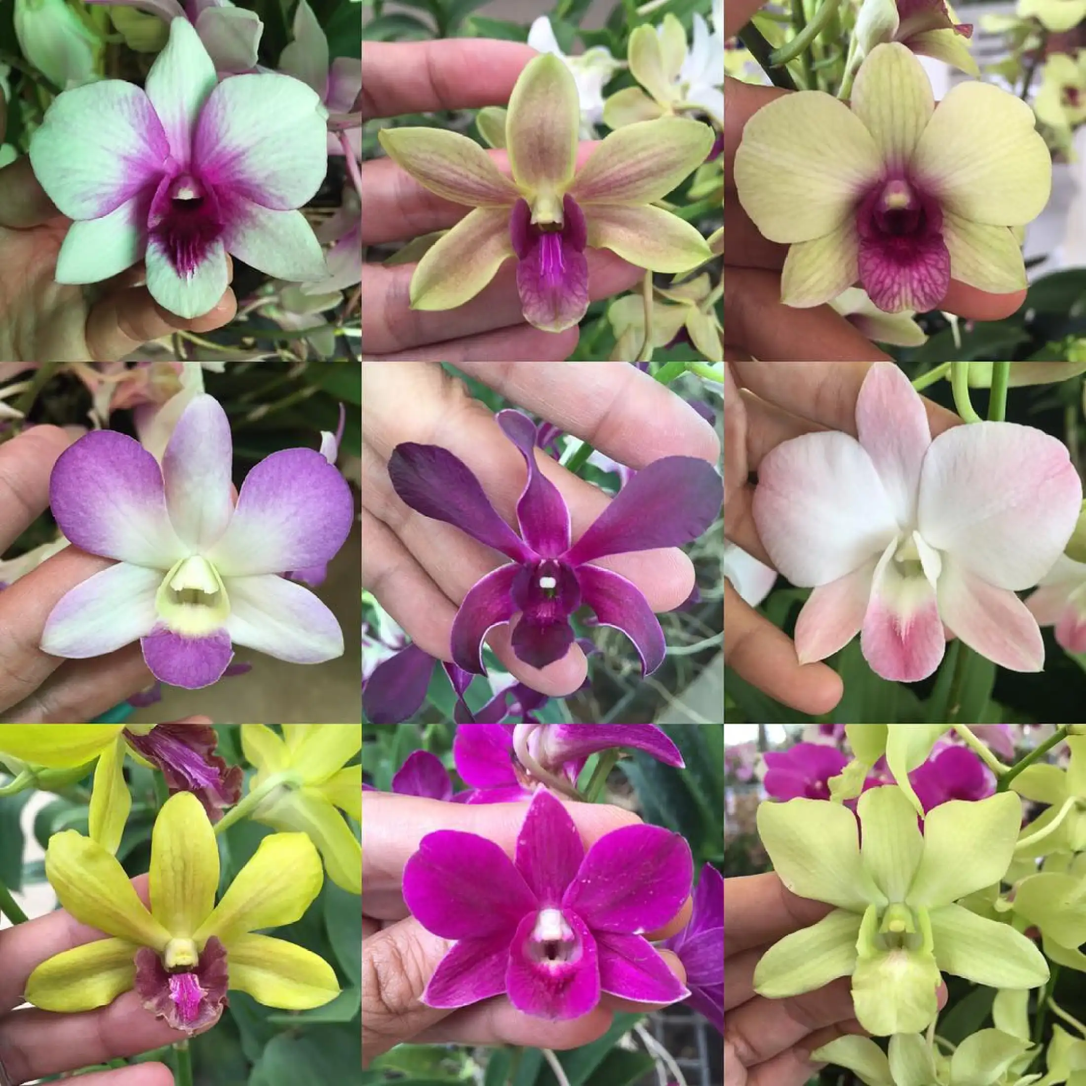 Bibit Bunga Tanaman Anggrek Dendrobium Dendro Pra Remaja Hybrid Thailand 10pcs Bonus 1 Lazada Indonesia