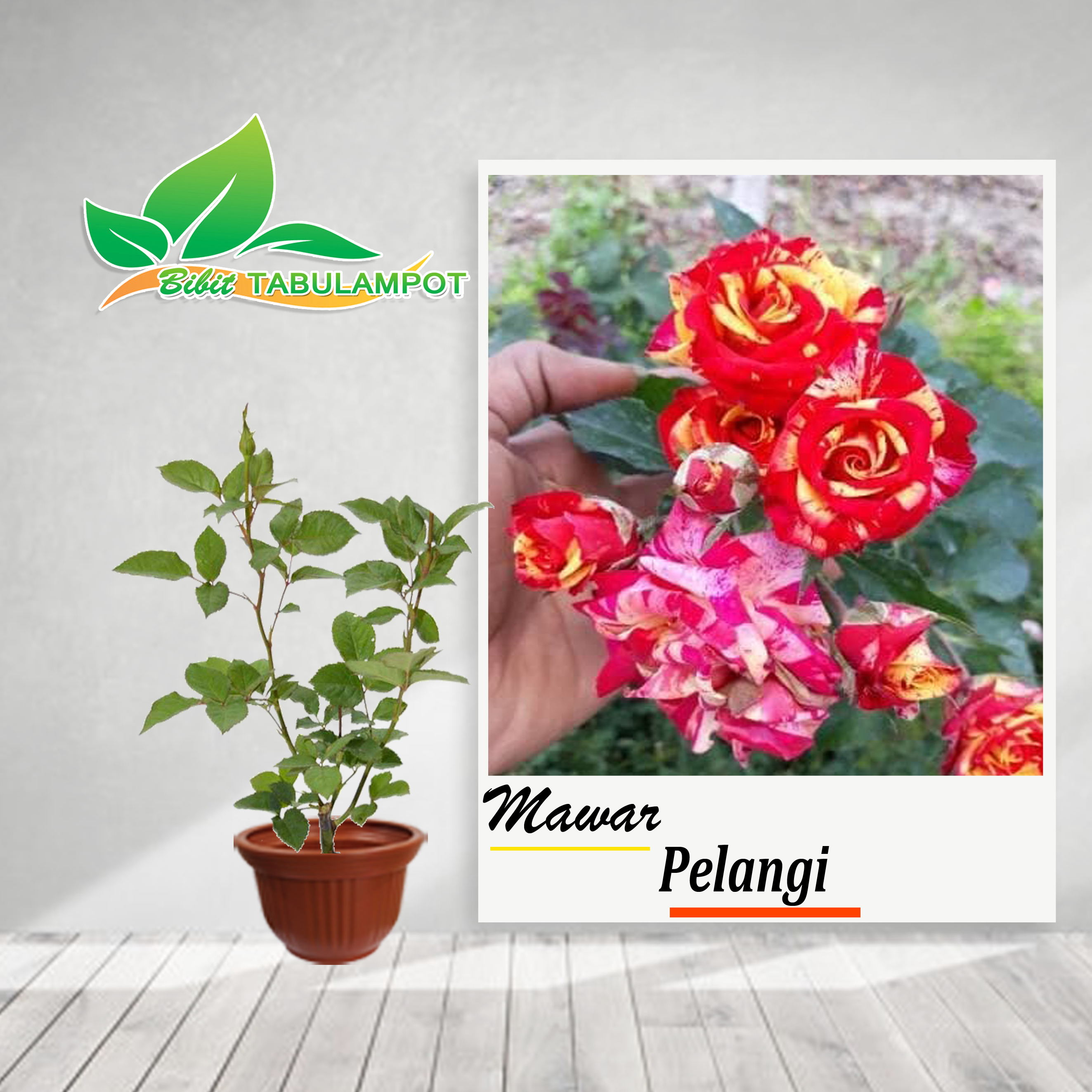 91+ Gambar Bunga Mawar Pelangi Paling Mekar 91+ Gambar Bunga Mawar Pelangi Paling Mekar