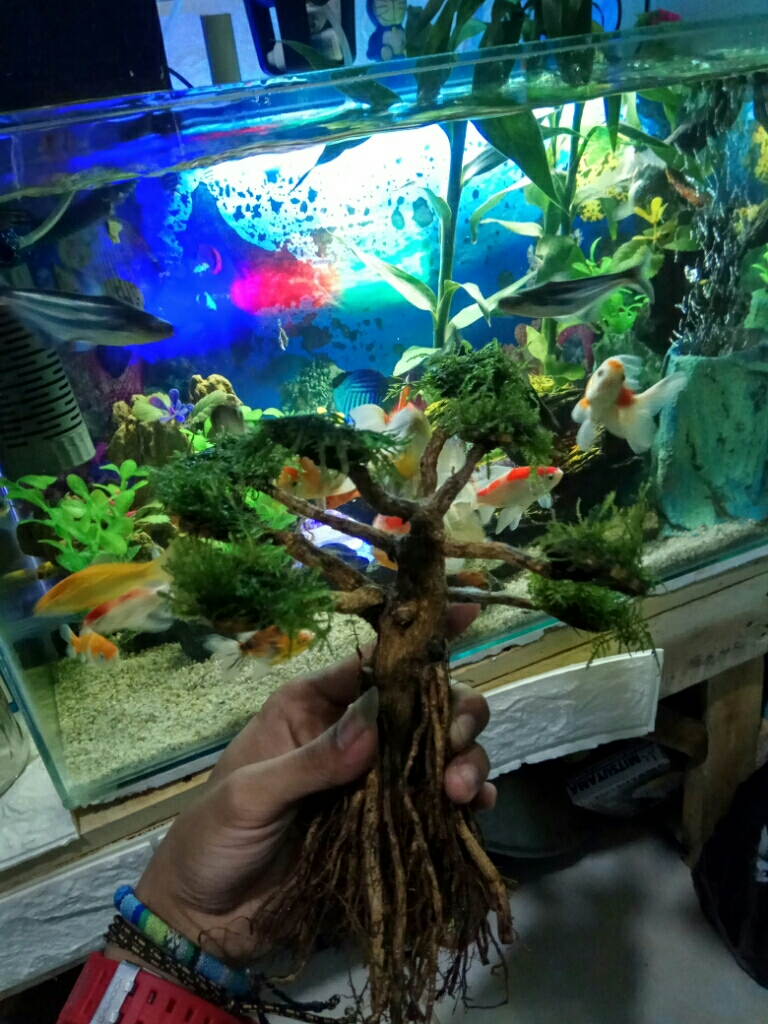 Bonsai Akar Senggani Untuk Aquascape Lazada Indonesia