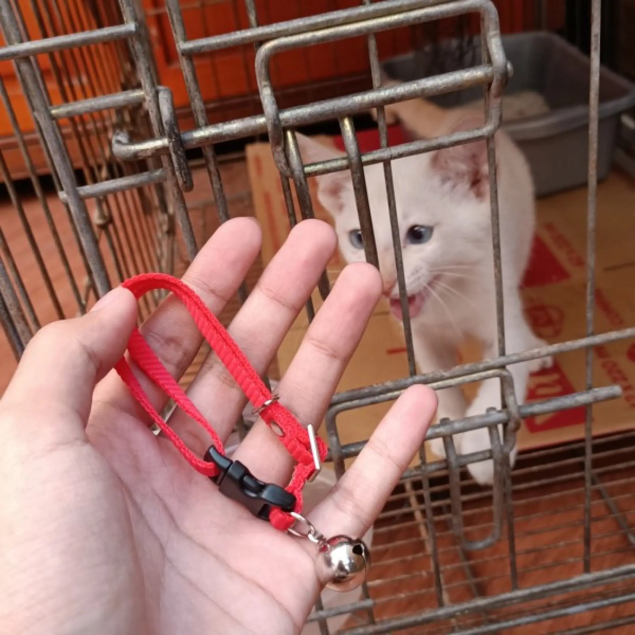 TERMURAH] - KALUNG KERINCING BEL KUCING, KELINCI, MUSANG, PUPPY 