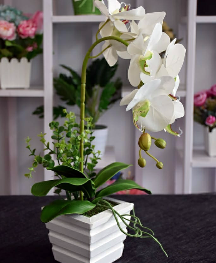 Naindo Bunga Anggrek Orchidaceae Denga Pot Kayu Hiasan Ruang Tamu Kantor Tinggi 50 Cm Lazada Indonesia