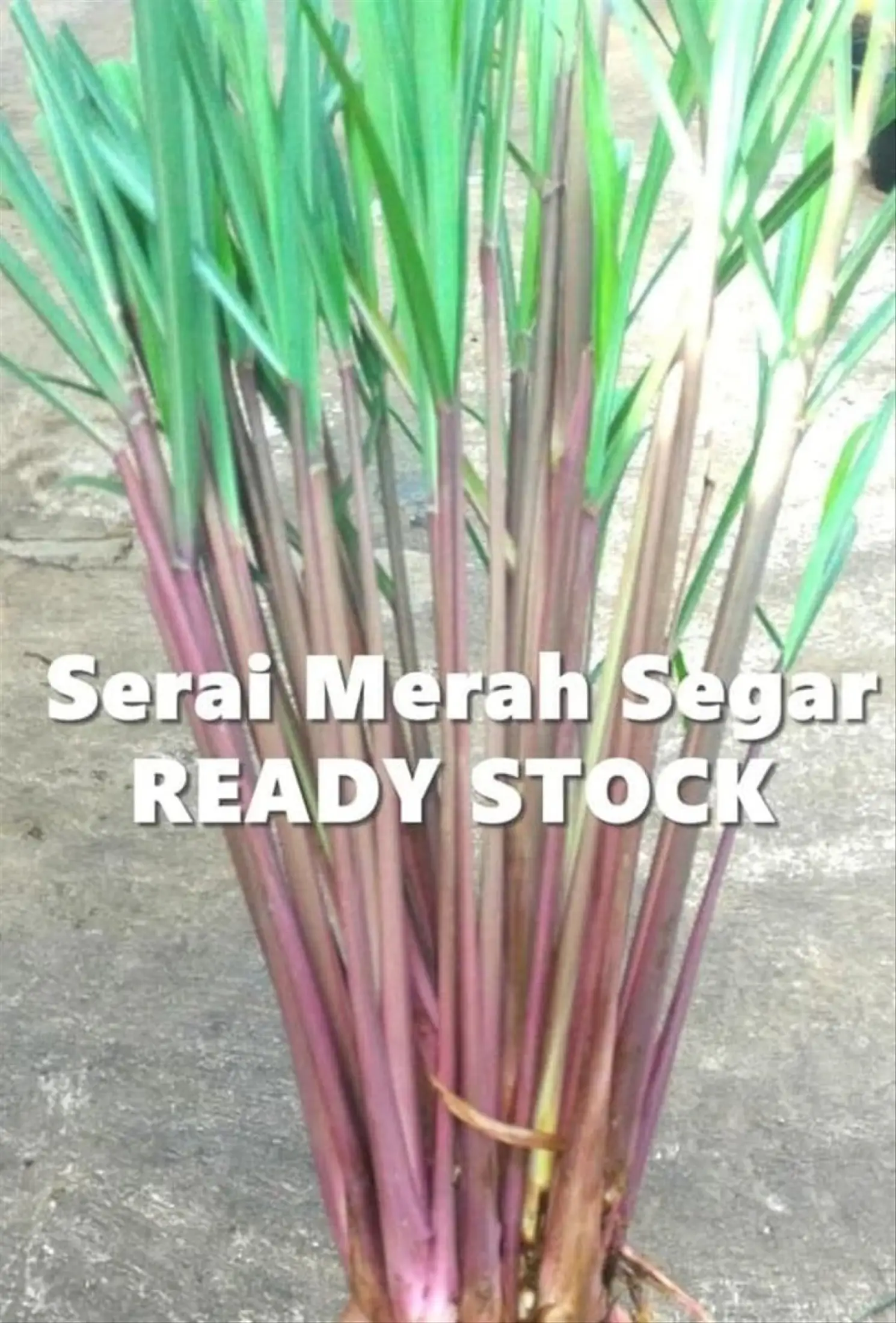 Cod Sereh Merah 1kg Sereh Wangi Serai Lanang Per Kg Herbal Atau Bahan Minyak Gosok Minyak Urut Lazada Indonesia