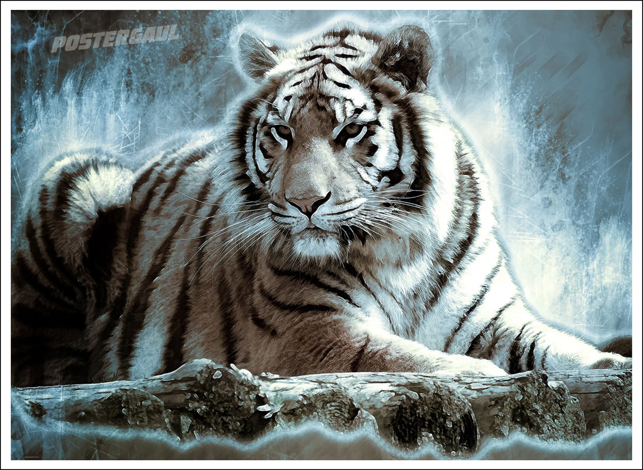 Poster Medium Fauna Harimau Putih Fjp162 Ukuran 47 X 65 Cm Lazada Indonesia