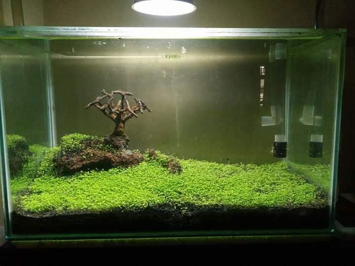 Aquascape Aquarium Kecil